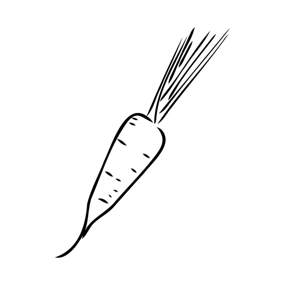 carrot vector sketch
