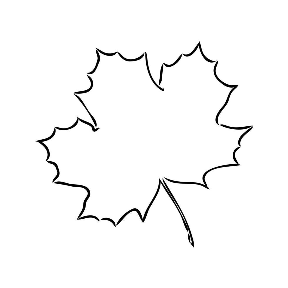 maple leaf vector sketch