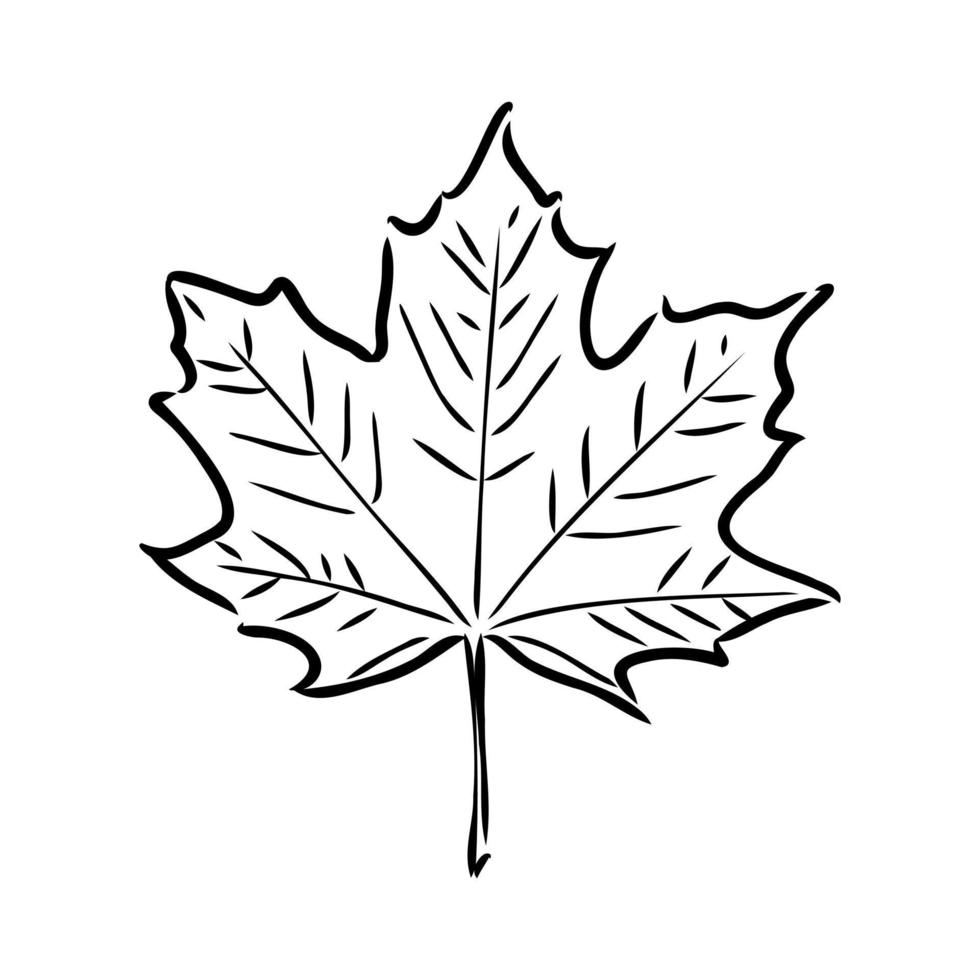 maple leaf vector sketch