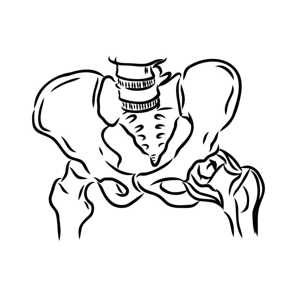 hip joint vector sketch