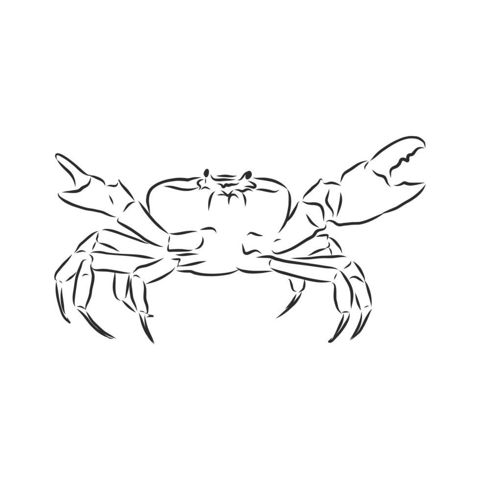 crab vector sketch