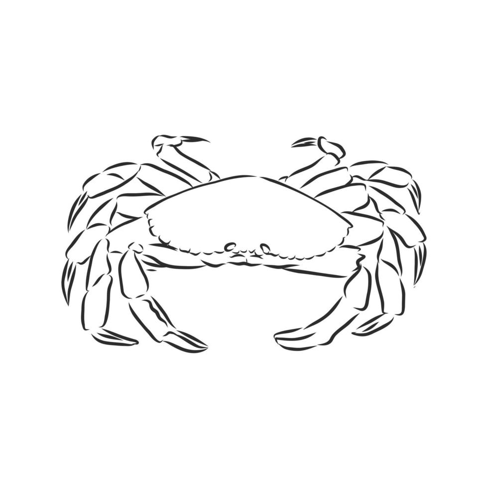 crab vector sketch