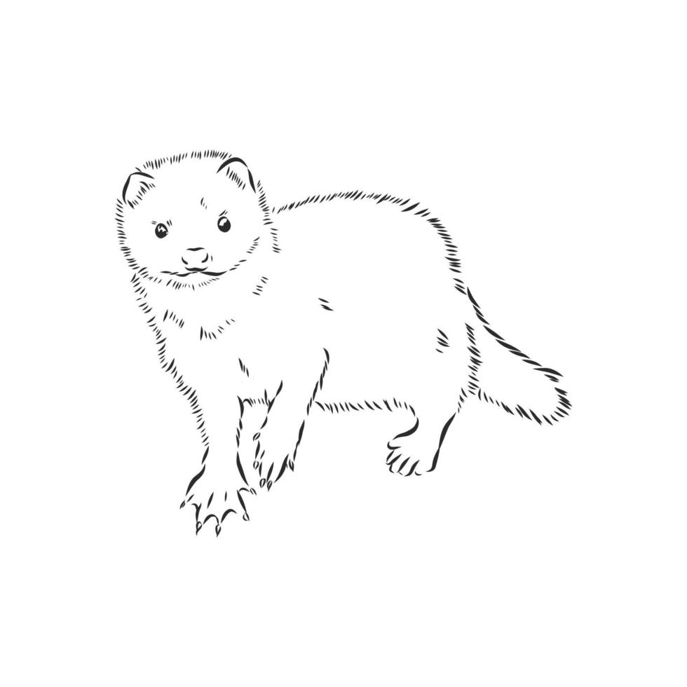 sable vector sketch