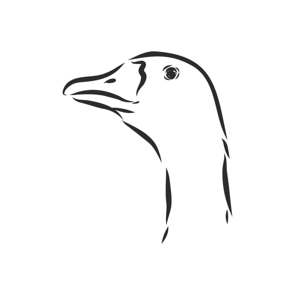goose vector sketch