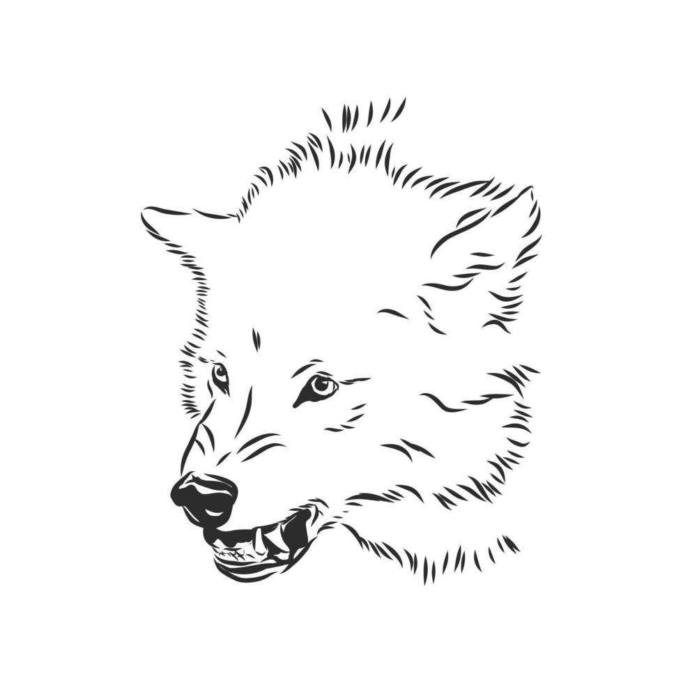 wolf vector sketch