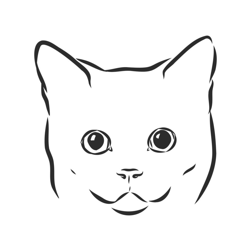 cat vector sketch