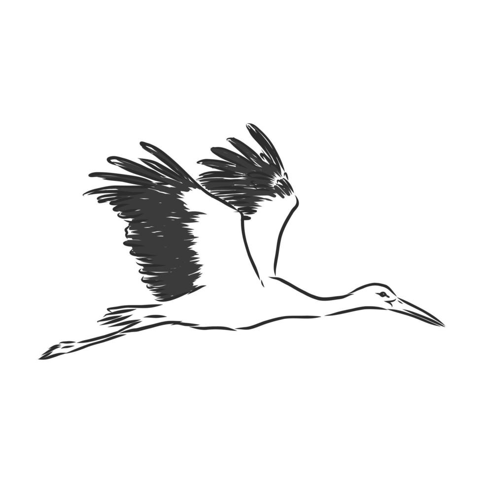 stork vector sketch