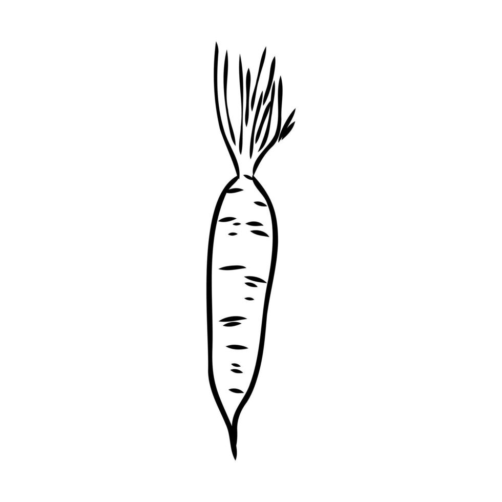 carrot vector sketch