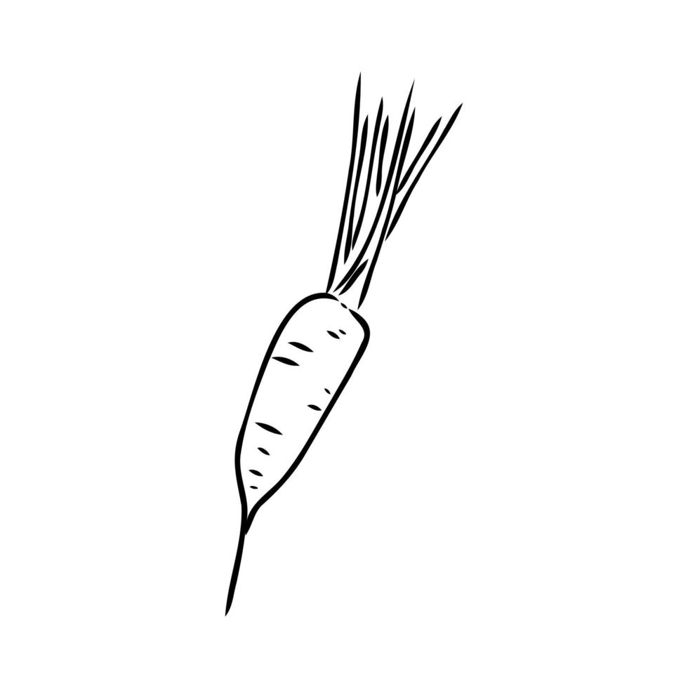 dibujo vectorial de zanahoria vector