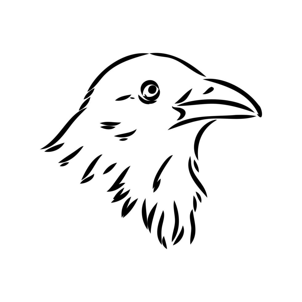 crow vector sketch