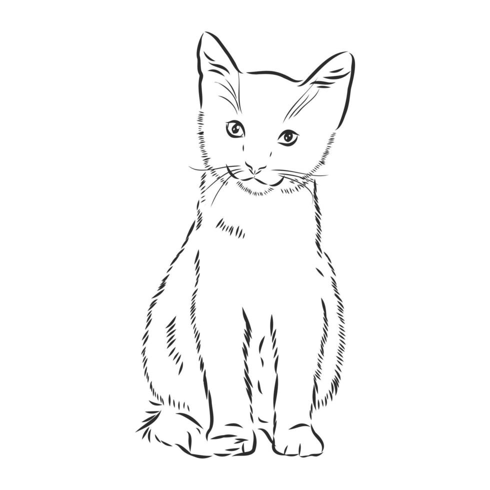 cat vector sketch