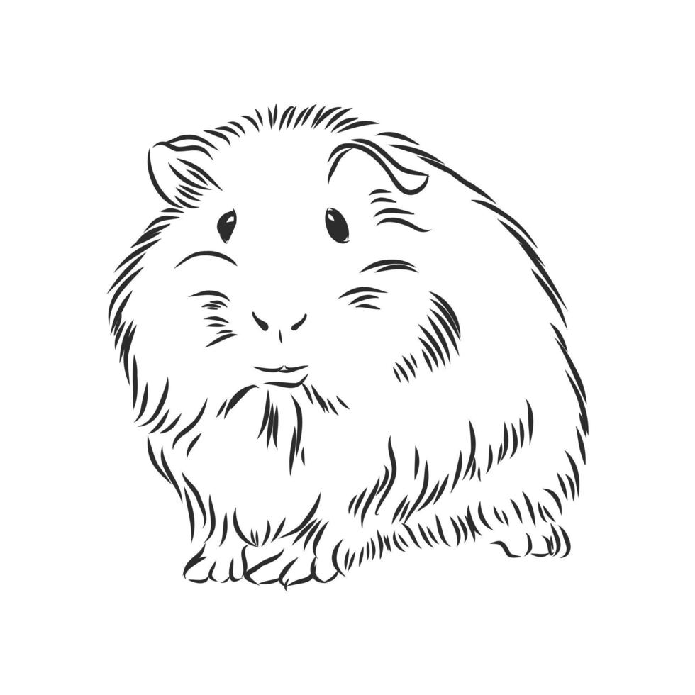 guinea pig vector sketch