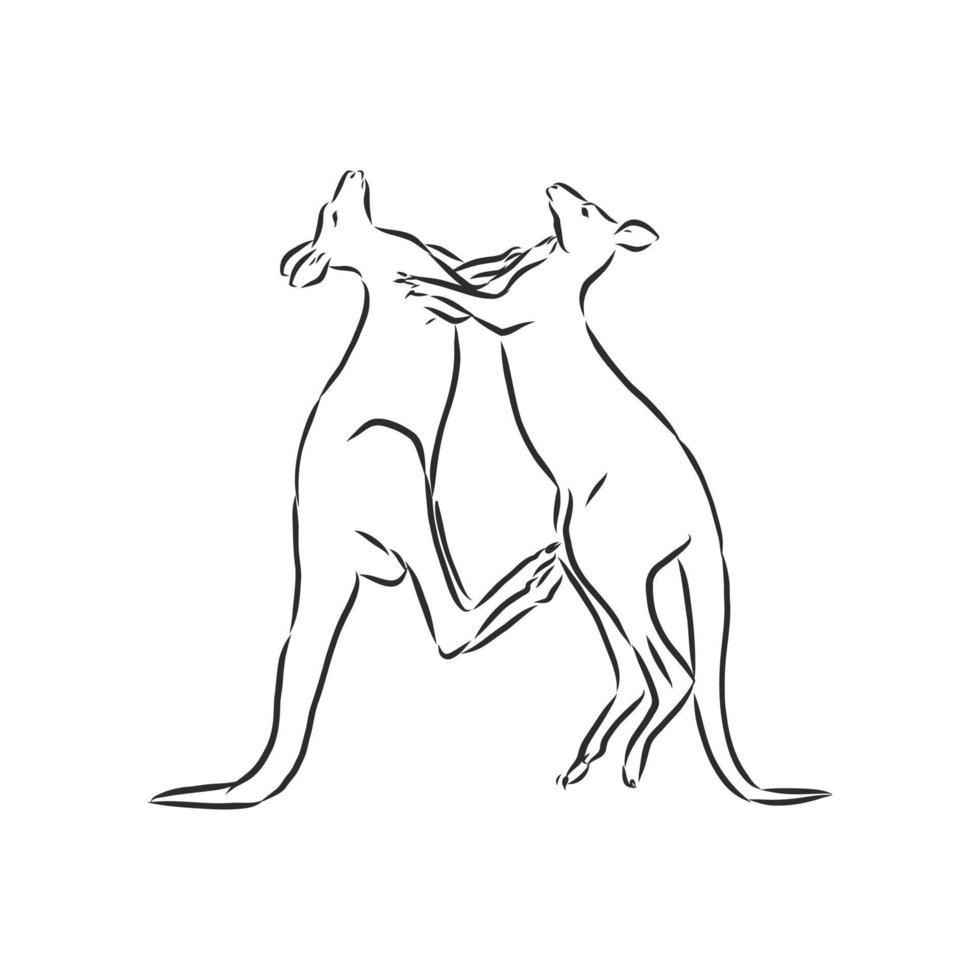 kangaroo vector sketch