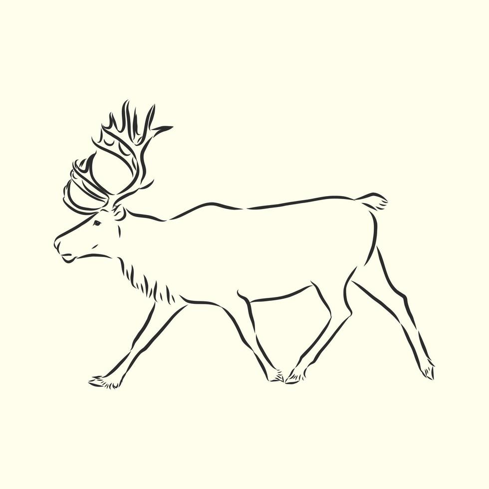 deer vector sketch