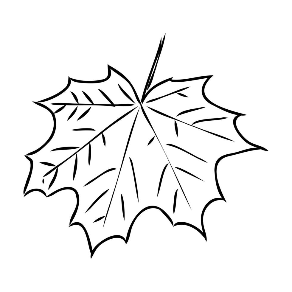 maple leaf vector sketch