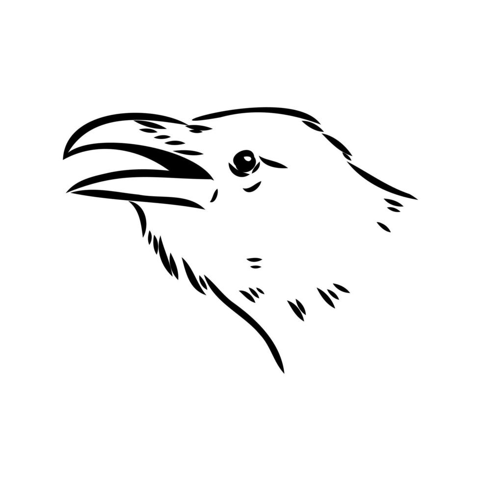 crow vector sketch