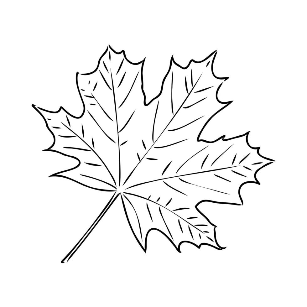 maple leaf vector sketch