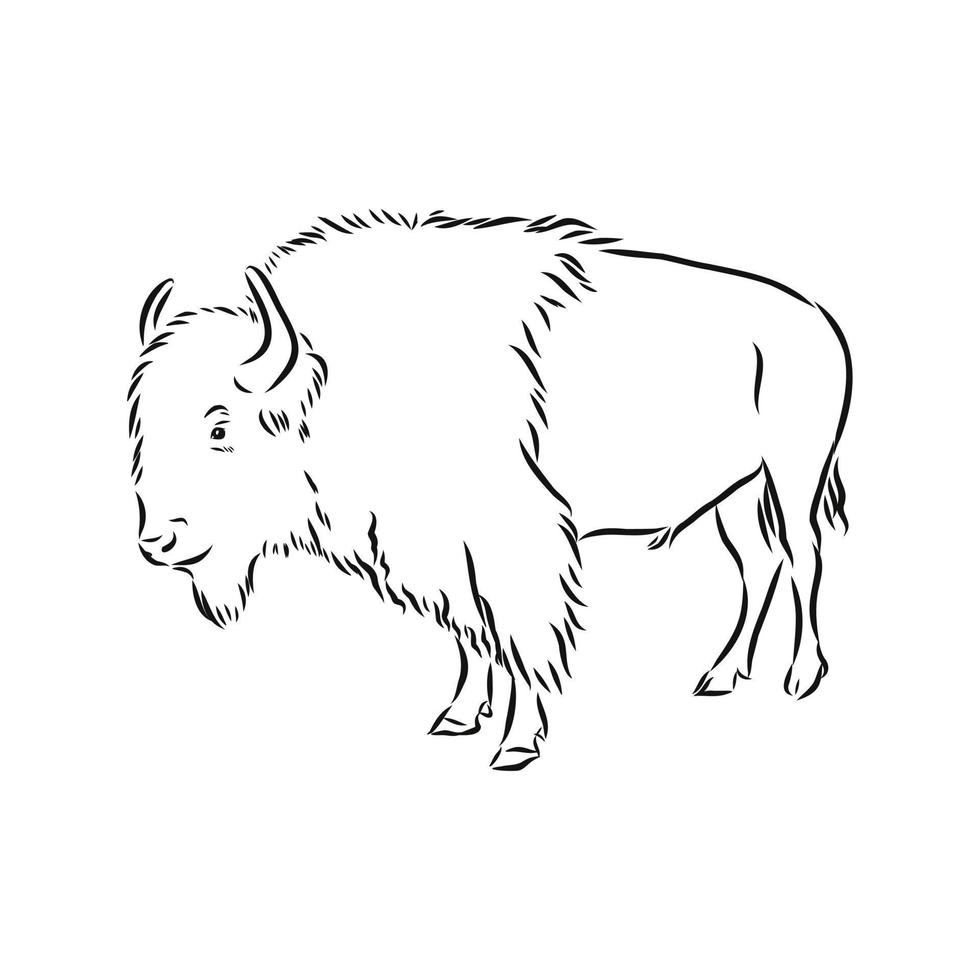 bison vector sketch