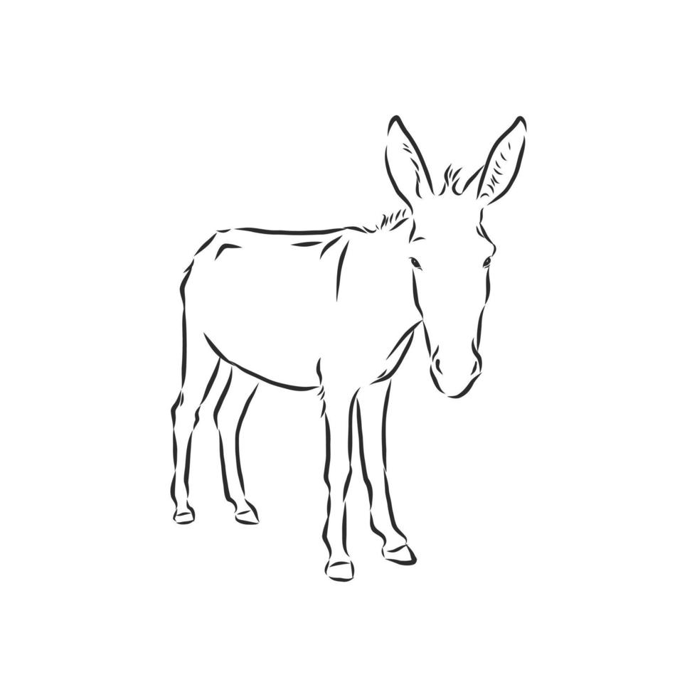 dibujo vectorial de burro vector