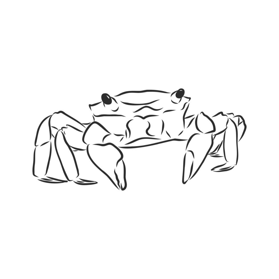 crab vector sketch