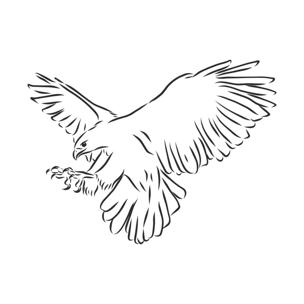 hawk falcon eagle vector sketch 8686757 Vector Art at Vecteezy