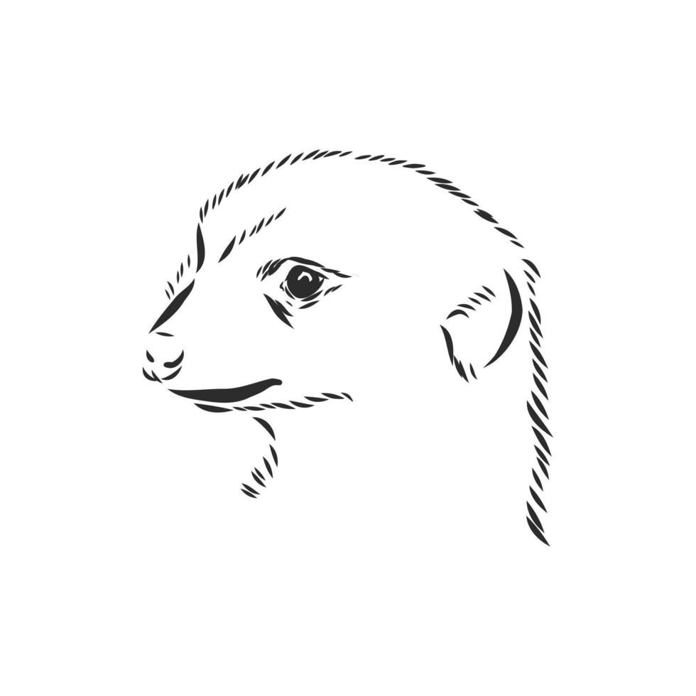 dibujo vectorial de suricata vector