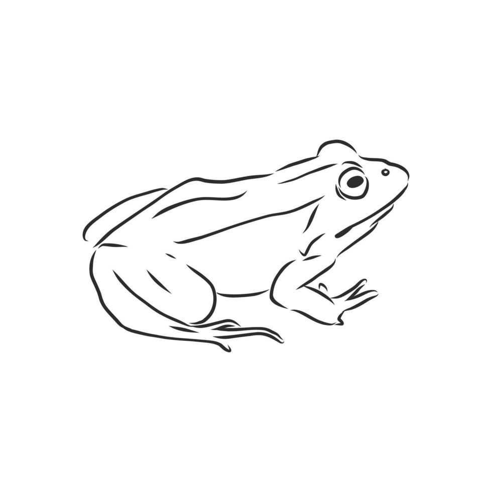 frog vector sketch