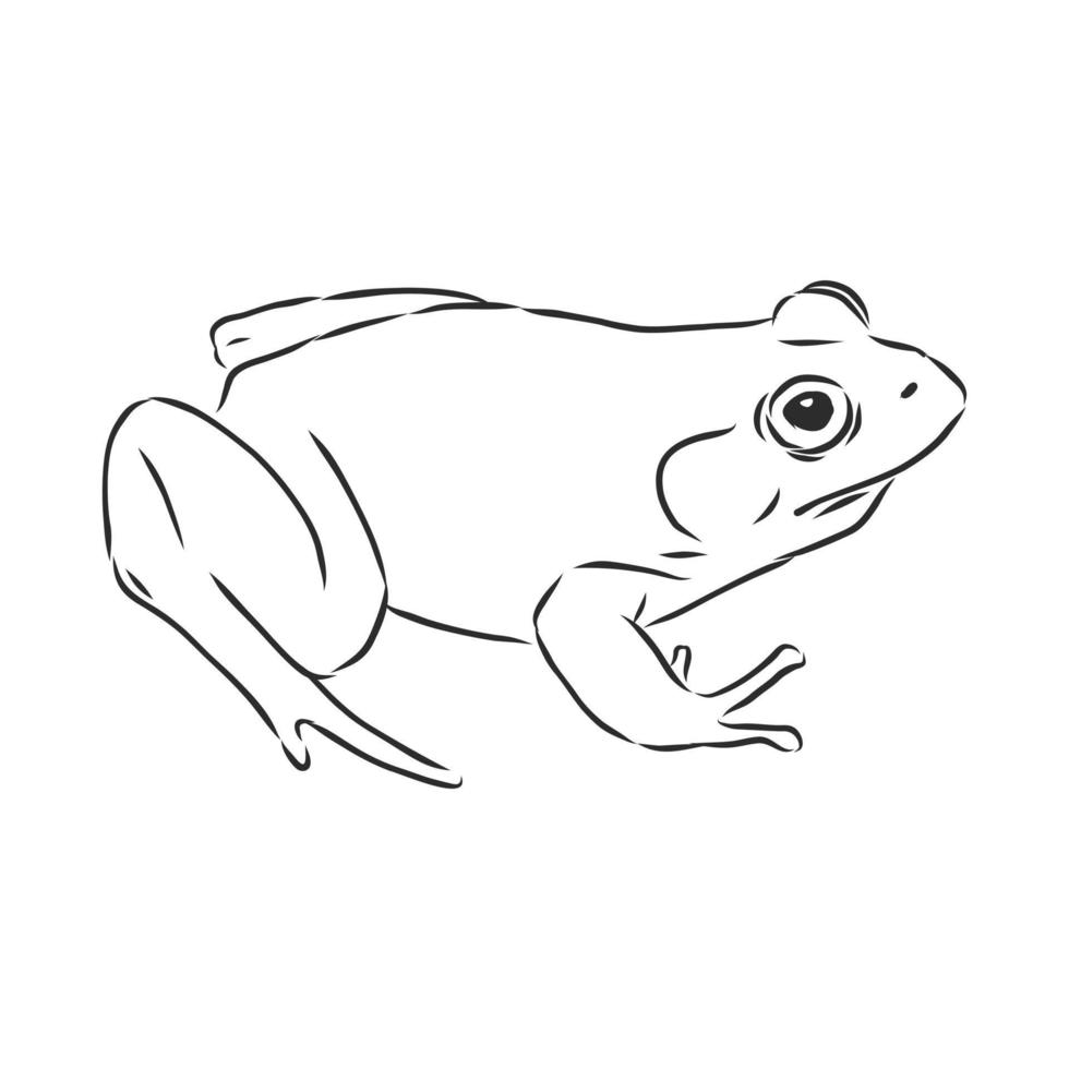 frog vector sketch