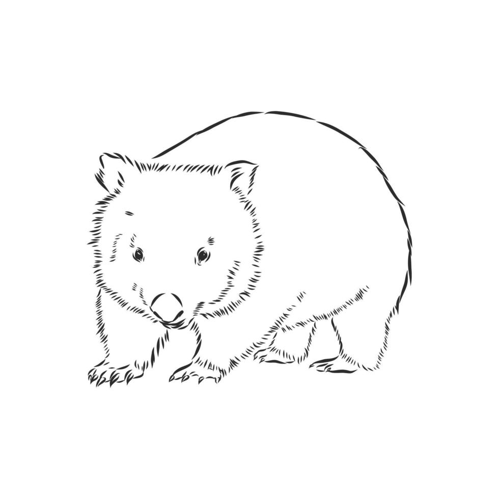 wombat vector sketch