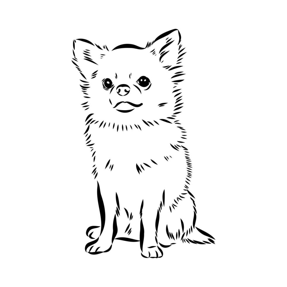 dibujo vectorial chihuahua vector