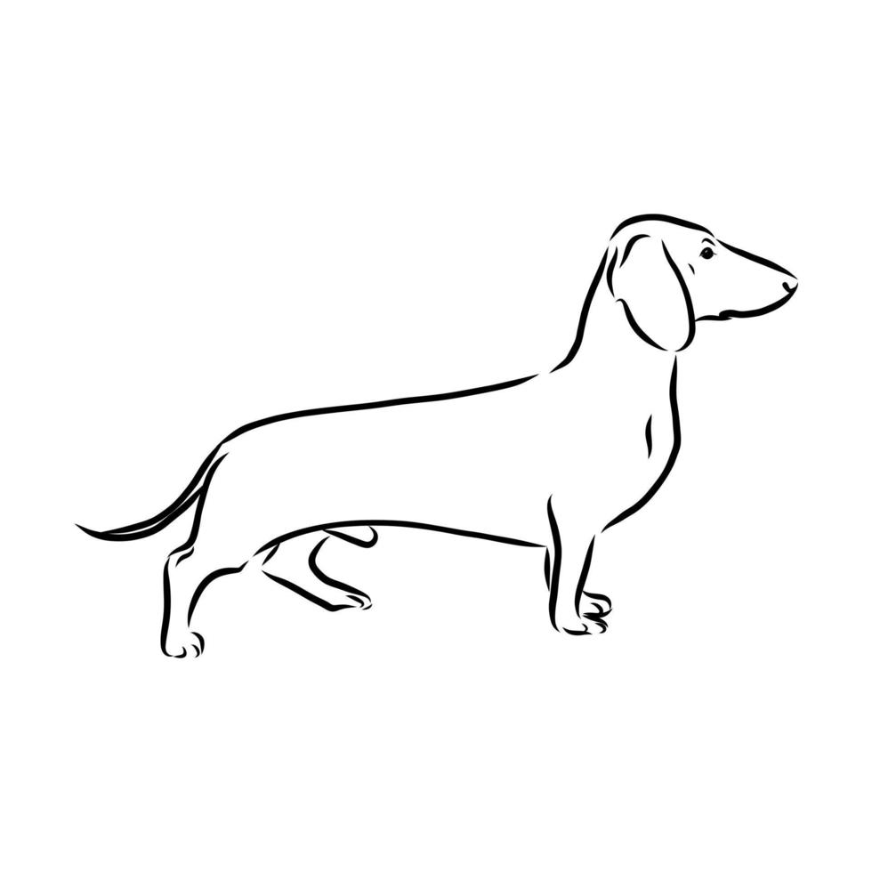 dibujo vectorial de perro salchicha vector