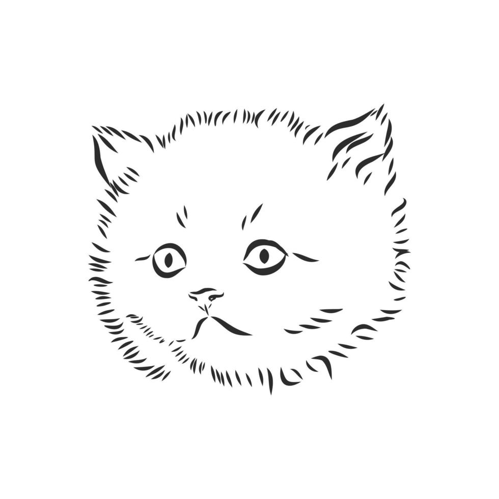 cat vector sketch