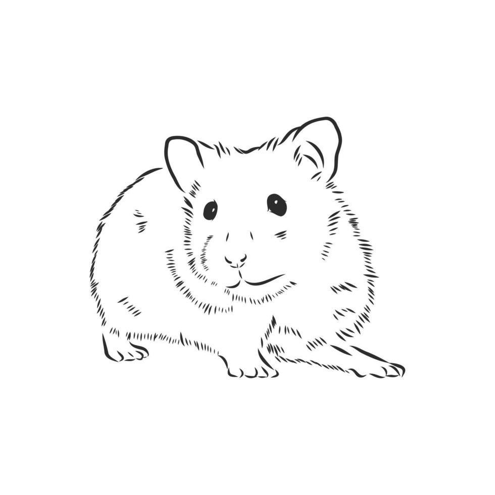 hamster vector sketch