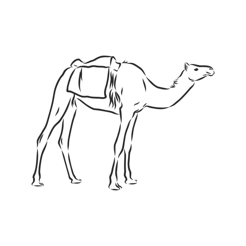 camel vector sketch
