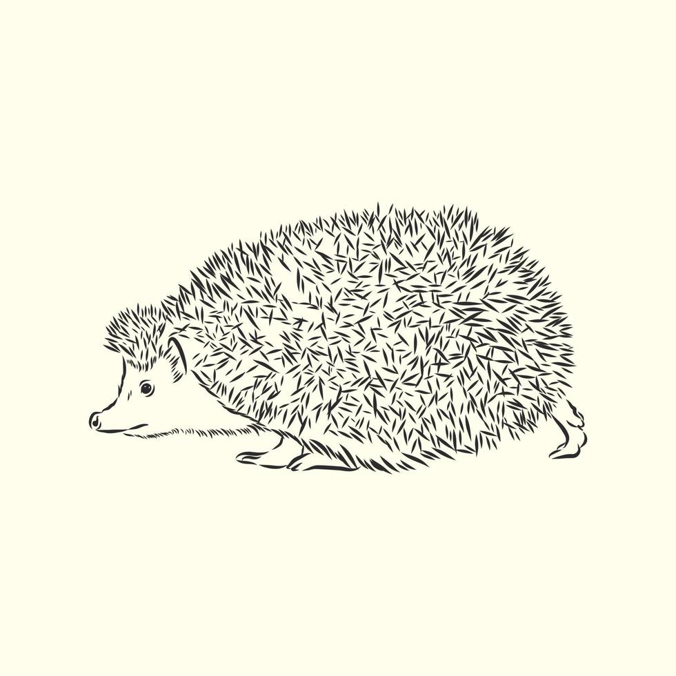 hedgehog vector sketch