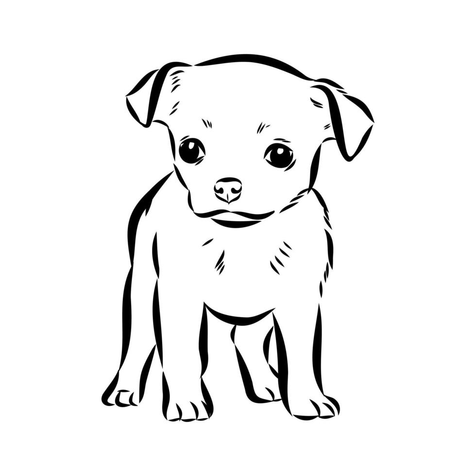 dibujo vectorial chihuahua vector