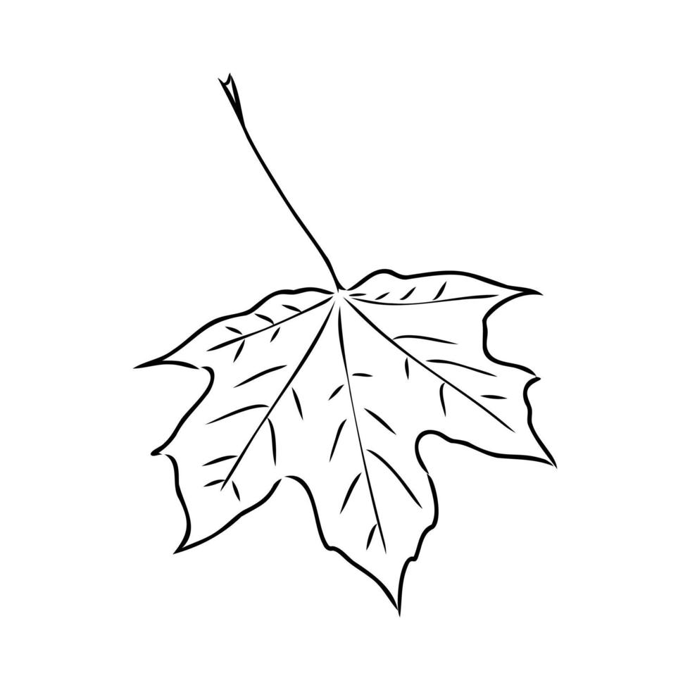 maple leaf vector sketch