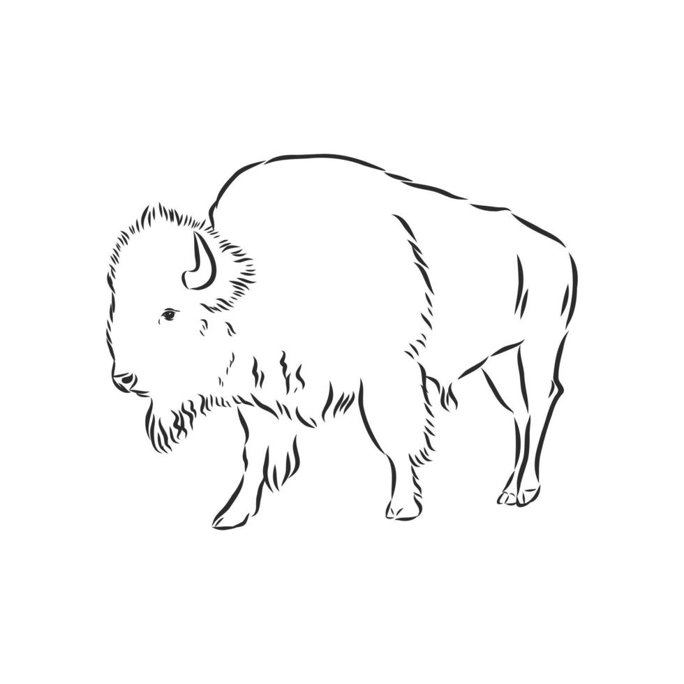 dibujo vectorial de bisonte vector