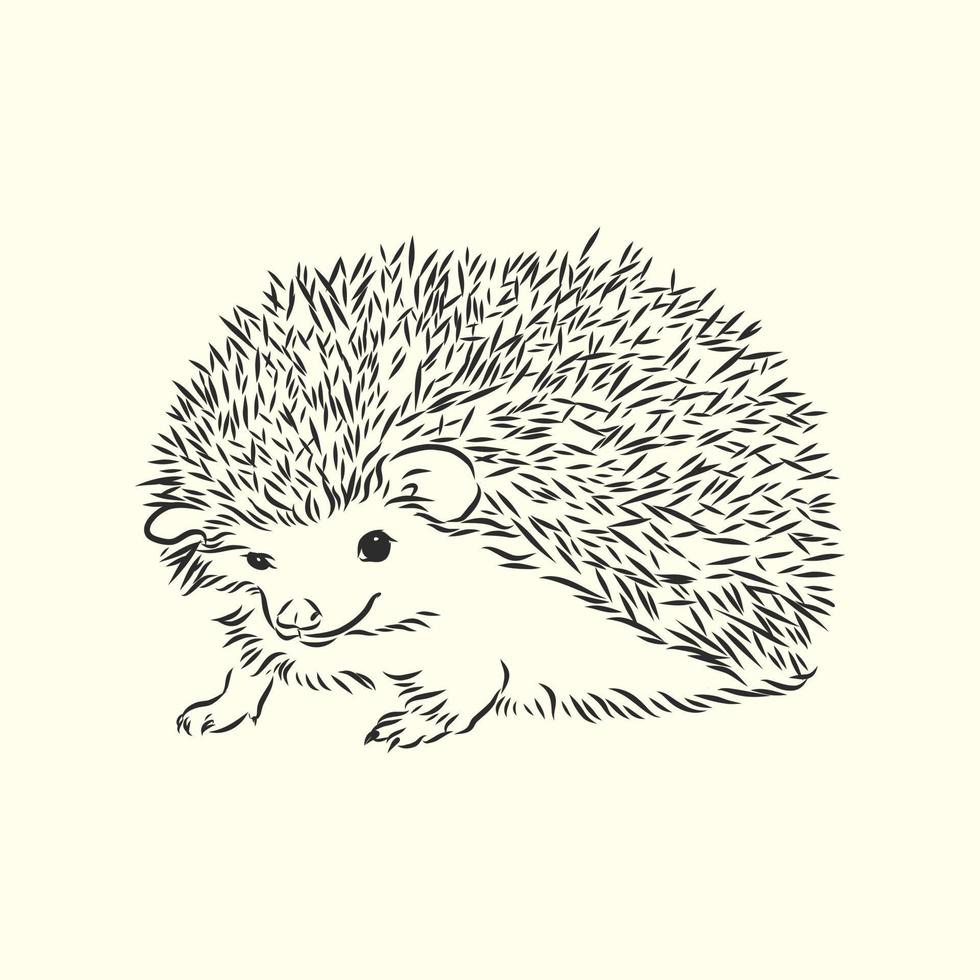 hedgehog vector sketch