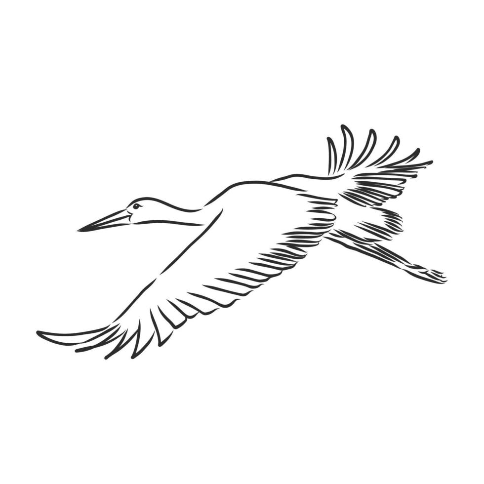 stork vector sketch