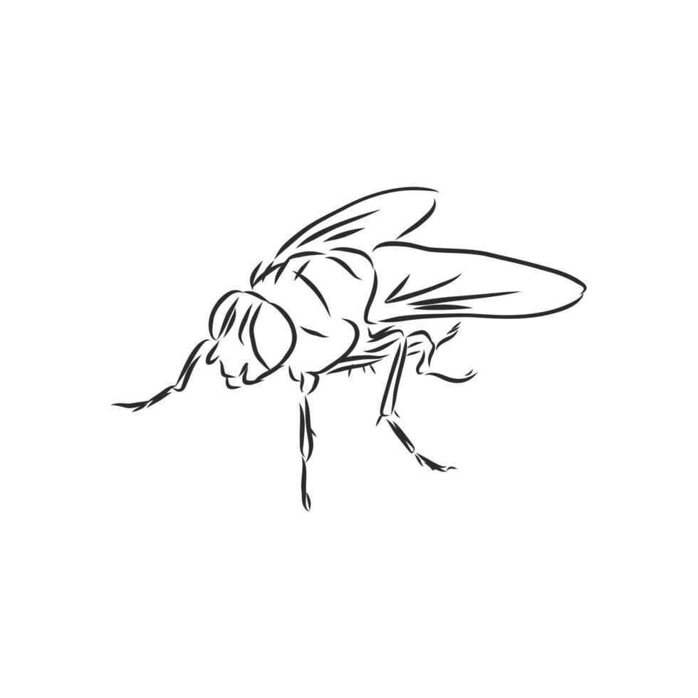 fly vector sketch