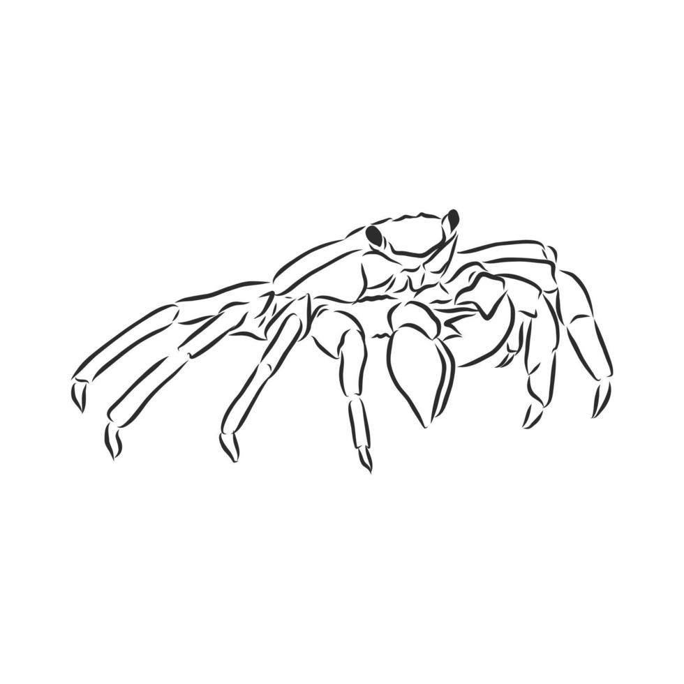crab vector sketch