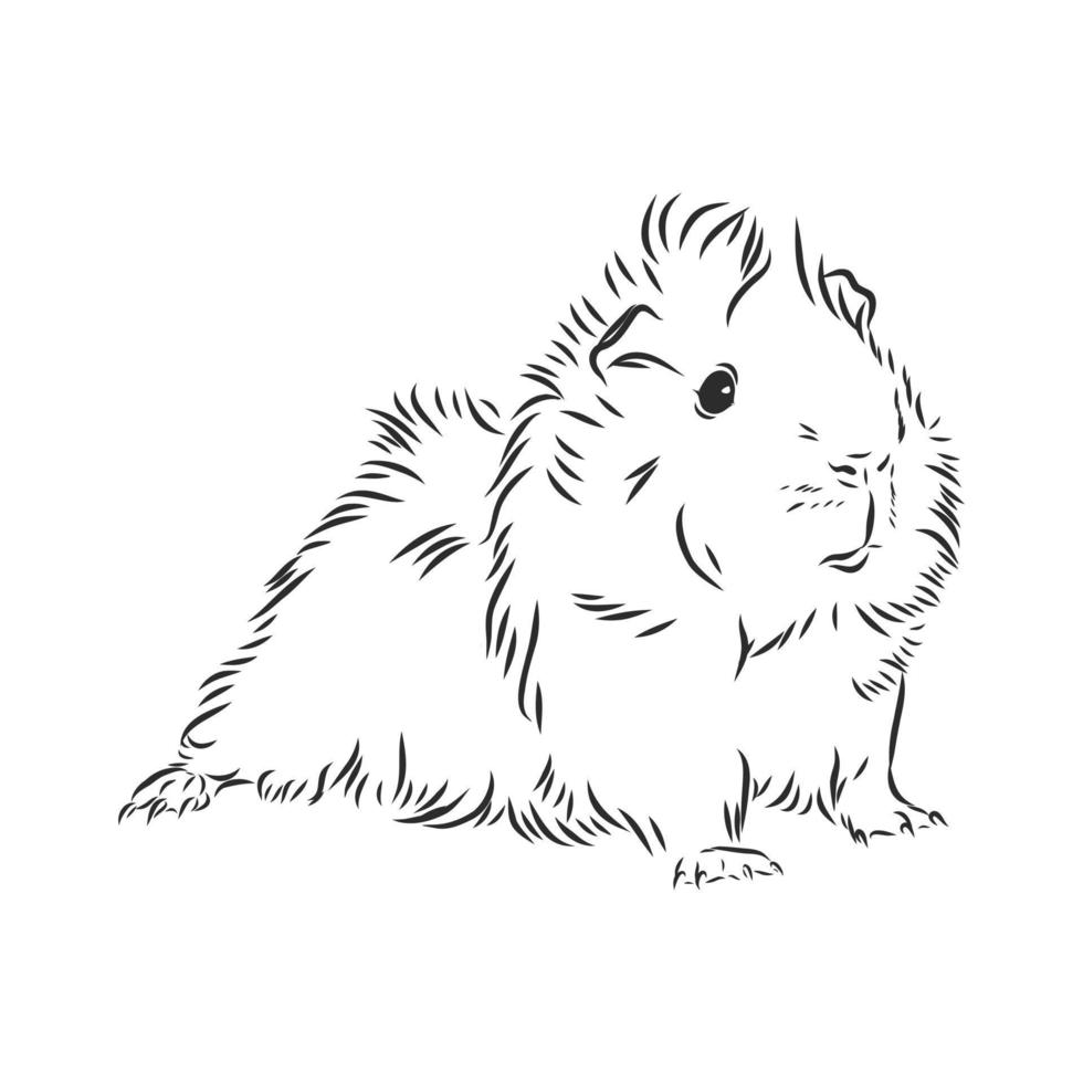 guinea pig vector sketch