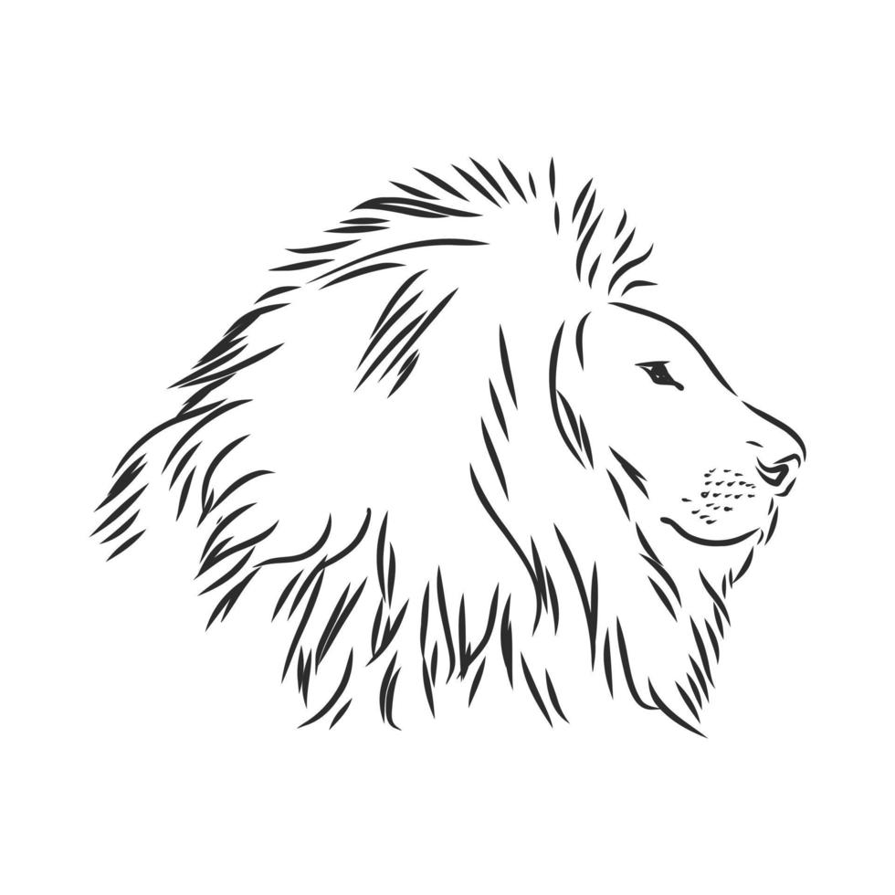 lion animal vector sketch