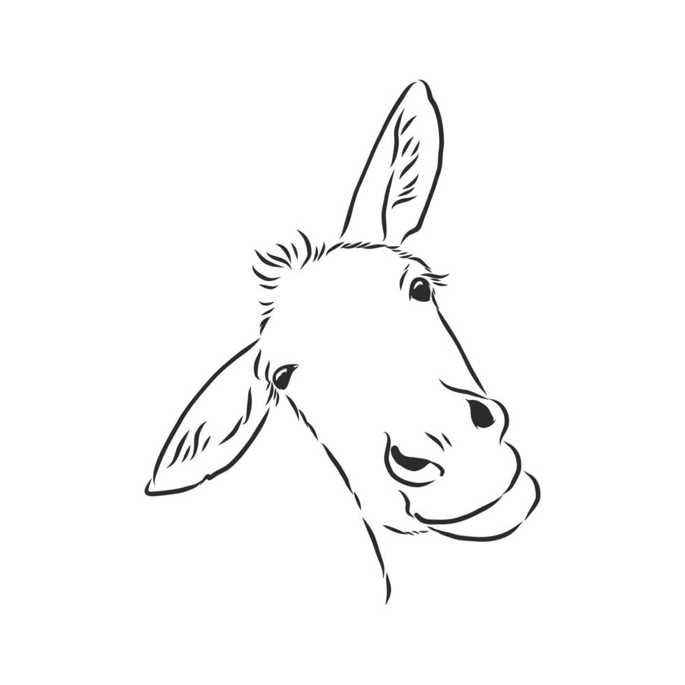 dibujo vectorial de burro vector