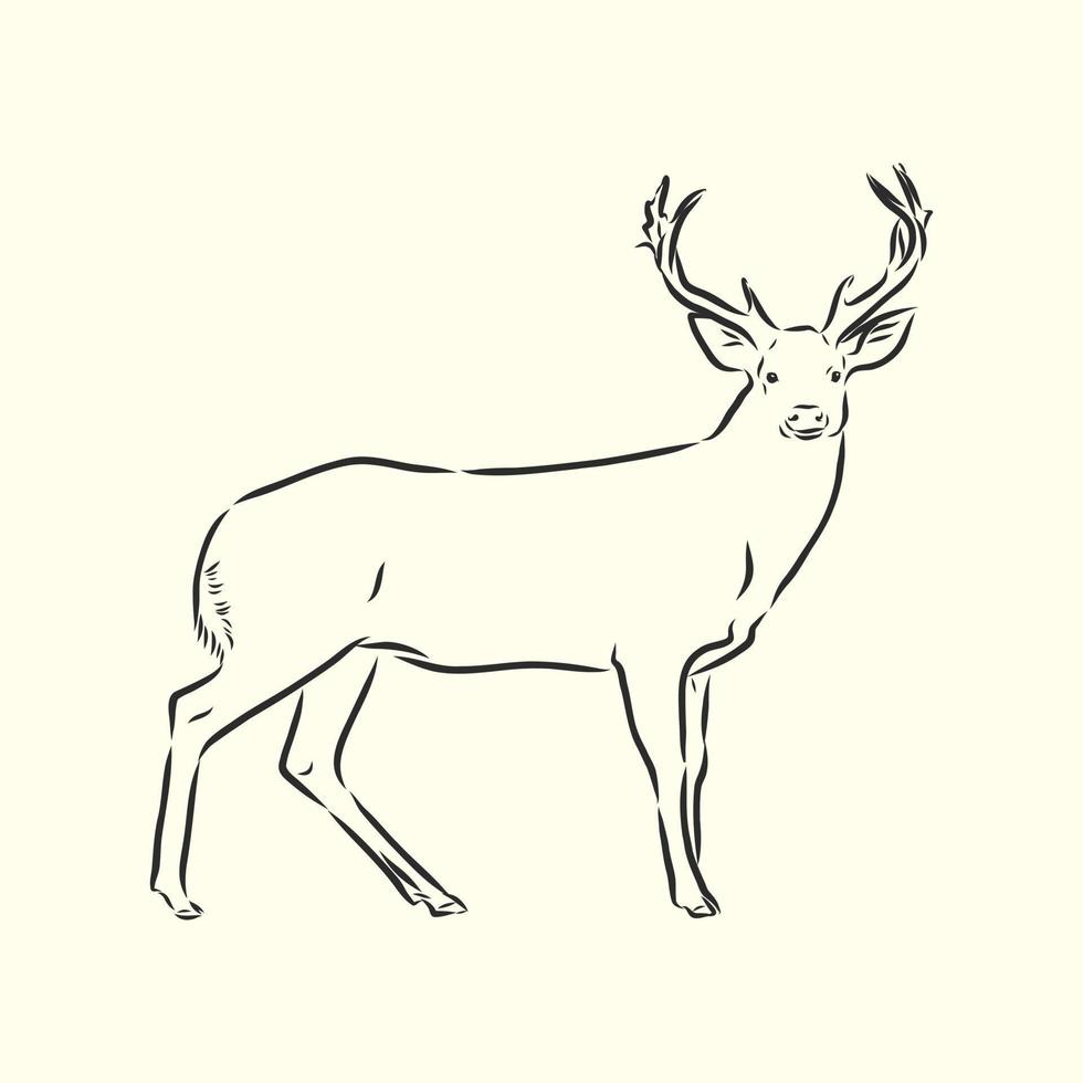 deer vector sketch