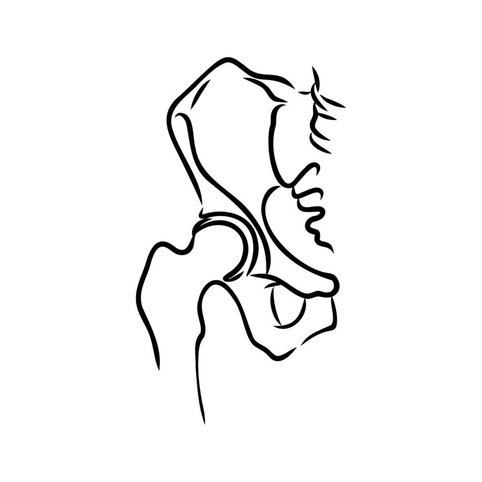 hip joint vector sketch