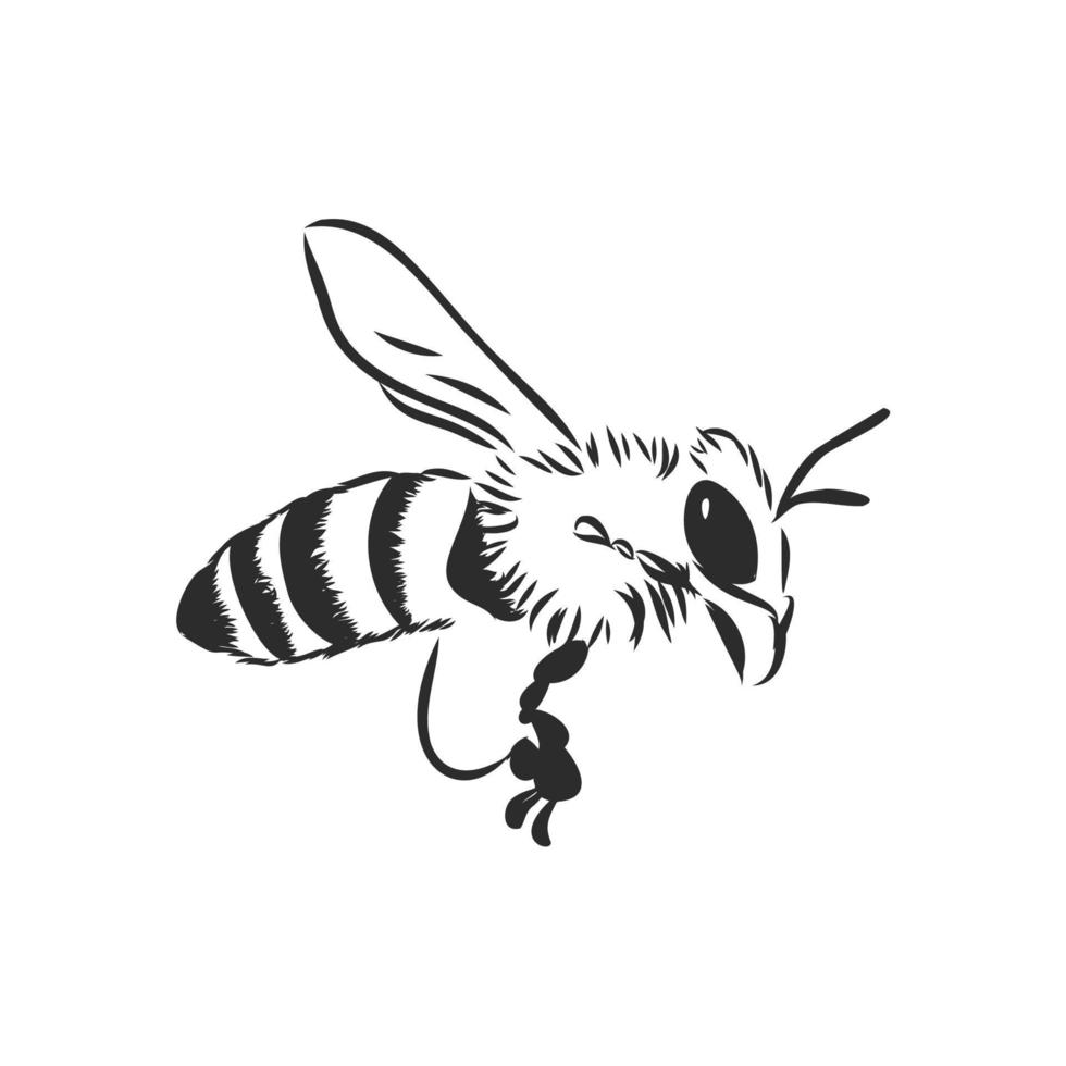 dibujo vectorial de abeja vector