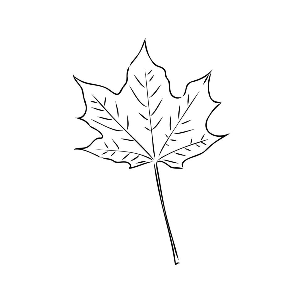 maple leaf vector sketch