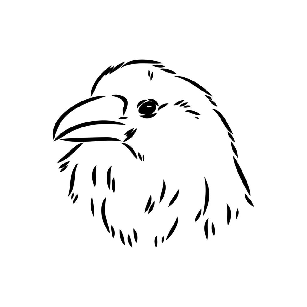 crow vector sketch